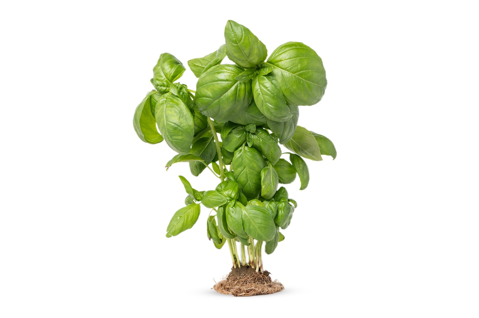 Albahaca hidropónica fresca de Xavia