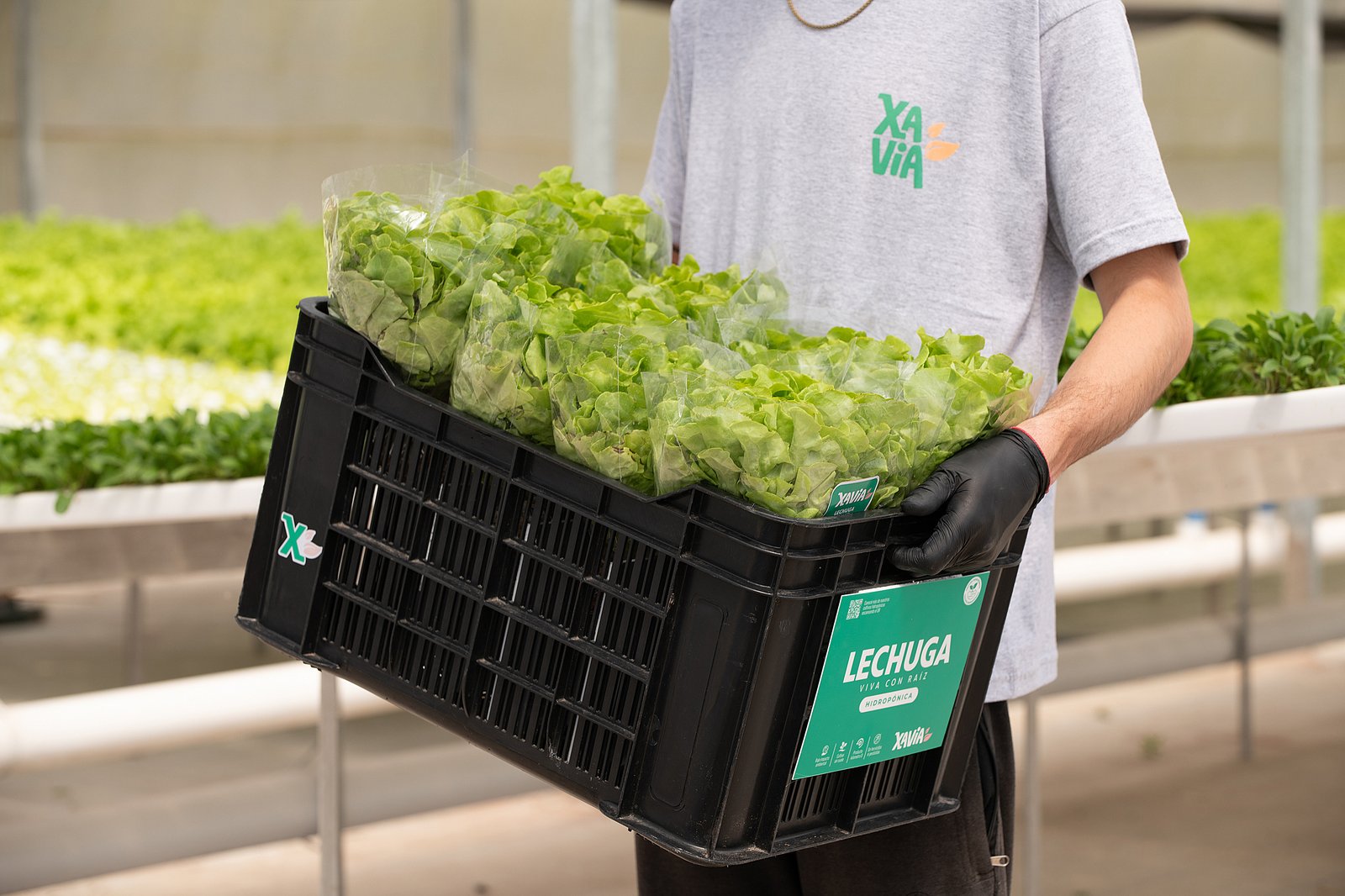 Empleado de Xavia con cajón de lechuga lista para entrega