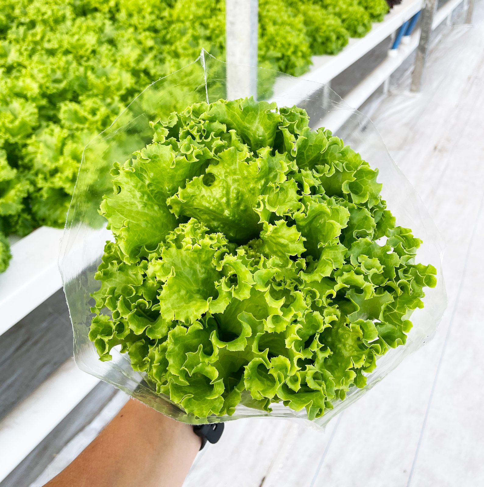 Lechuga crespa hidropónica de Xavia