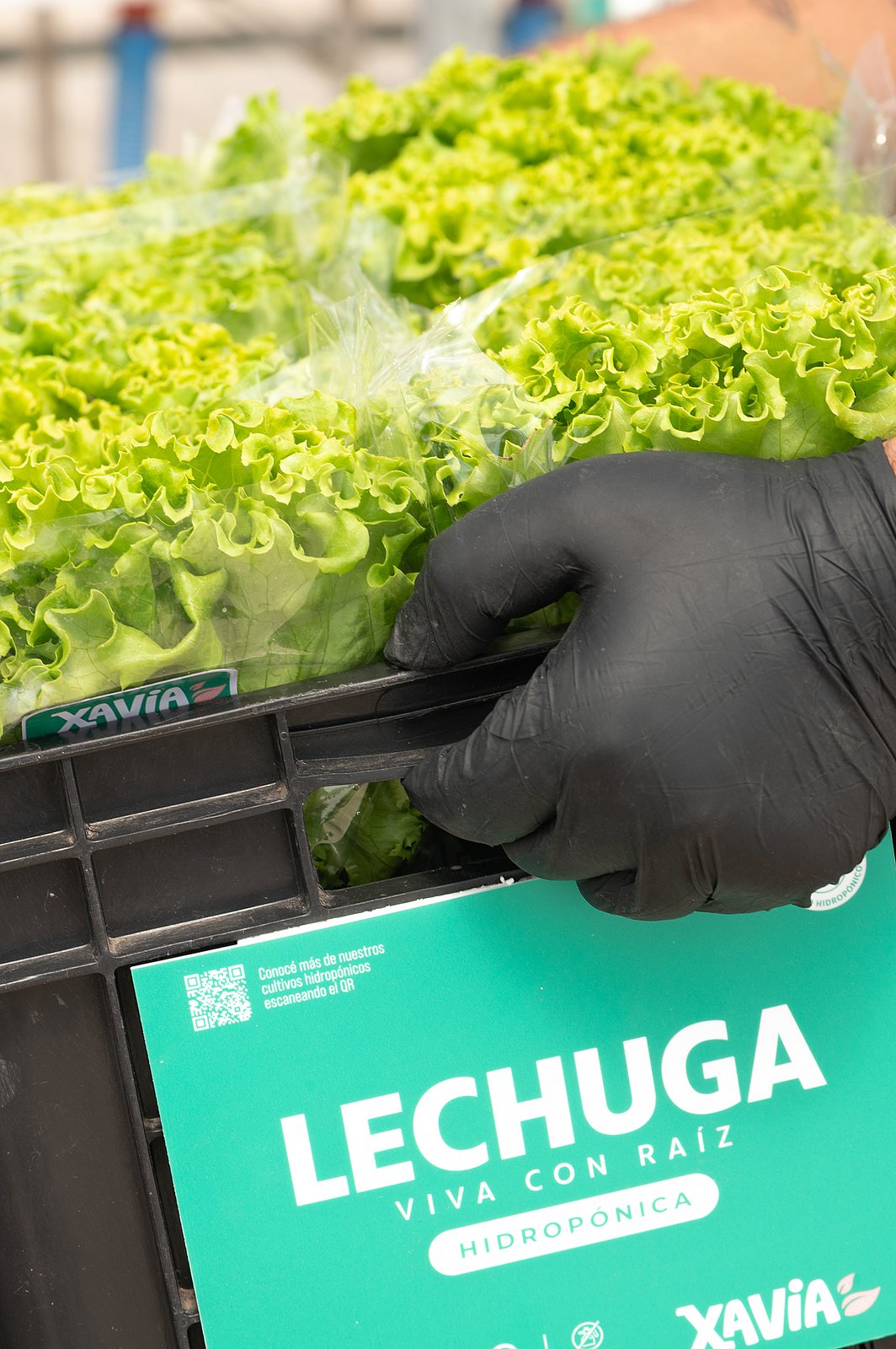 Lechuga Xavia a granel en bolsa grande para gastronomía