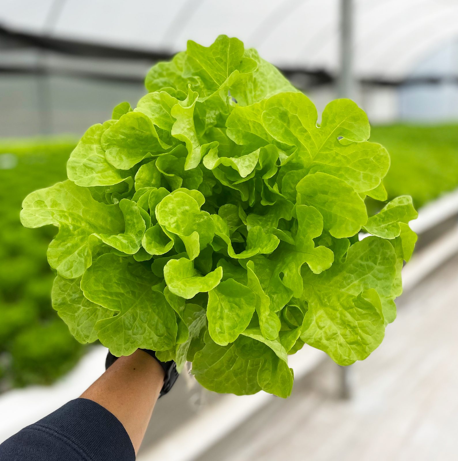 Lechuga hoja de roble hidropónica