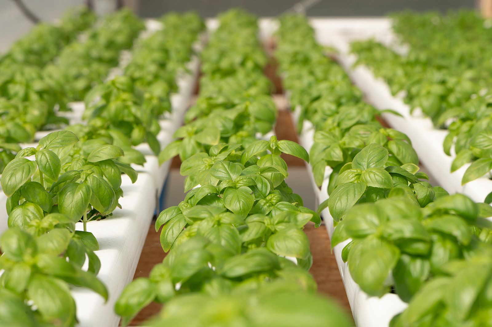 Sistema NFT de Xavia con lechuga y rúcula hidropónica