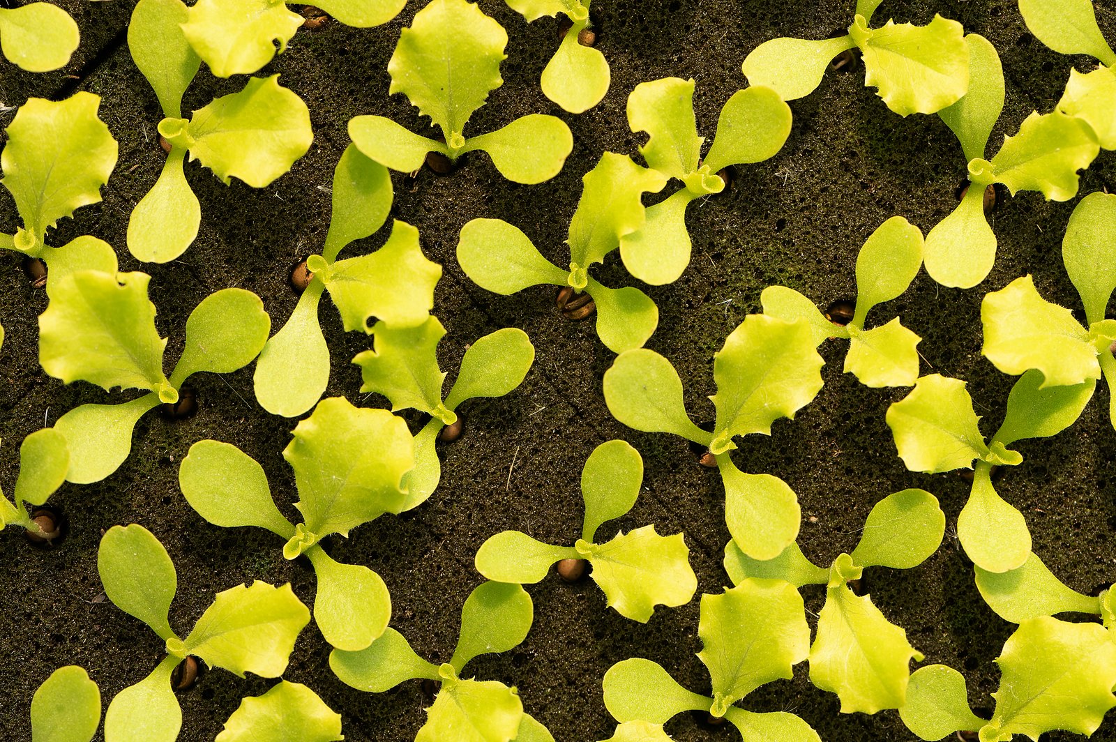 Plantines de lechuga creciendo en plantinera Xavia