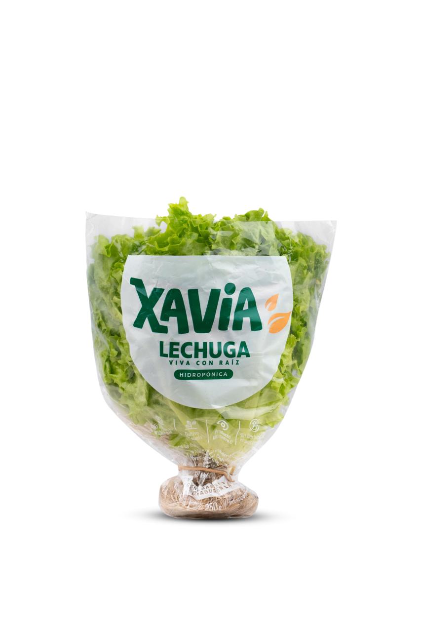 Lechuga Xavia cosechada y envasada con marca, lista para góndola