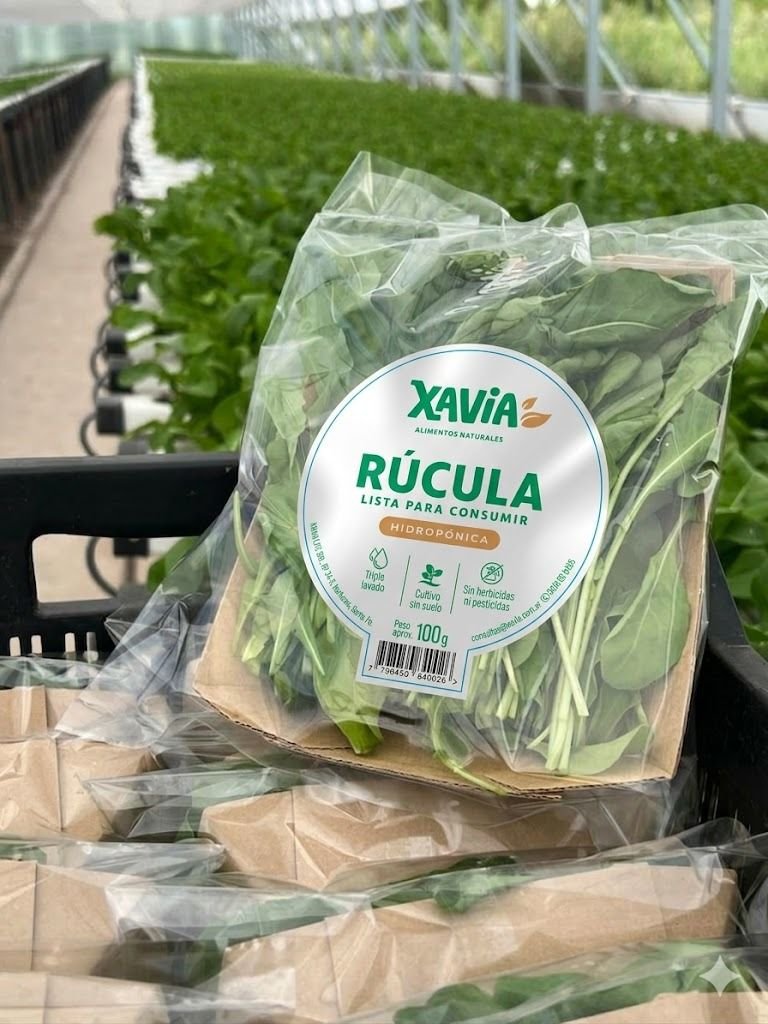 Bandejas de rúcula hidropónica Xavia lista para consumir